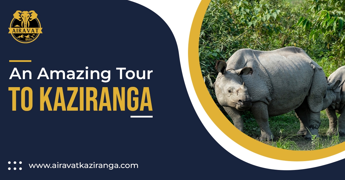Tour To Kaziranga