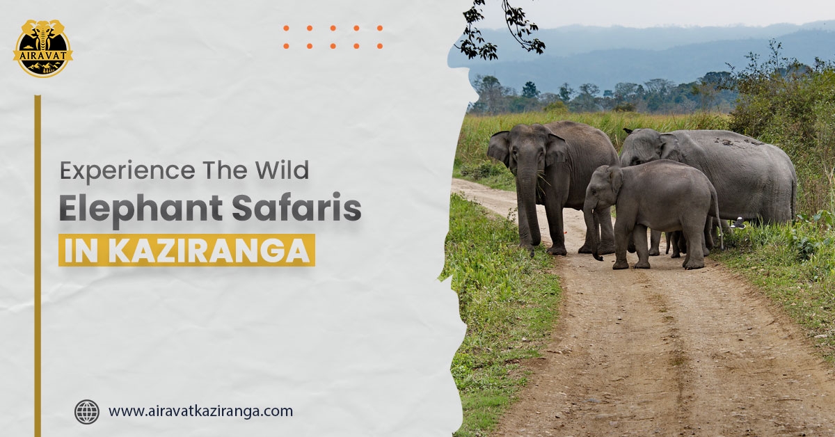 Best Places To Stay In Kaziranga