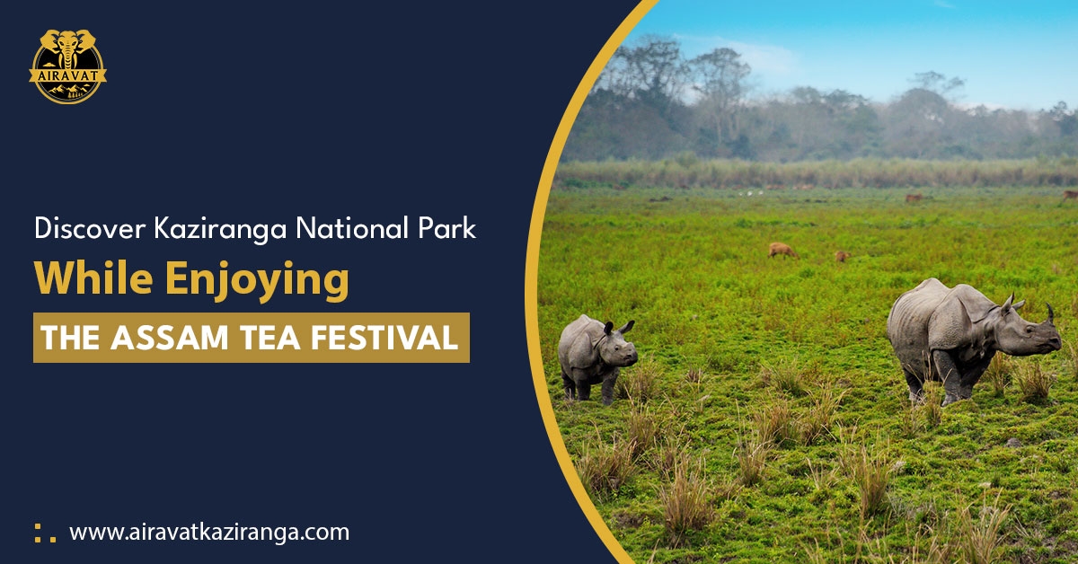 cozy hotels in Kaziranga