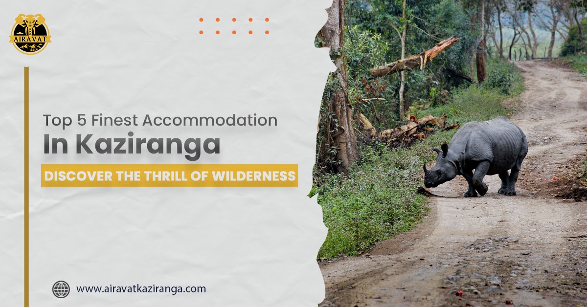 Best Places To Stay In Kaziranga