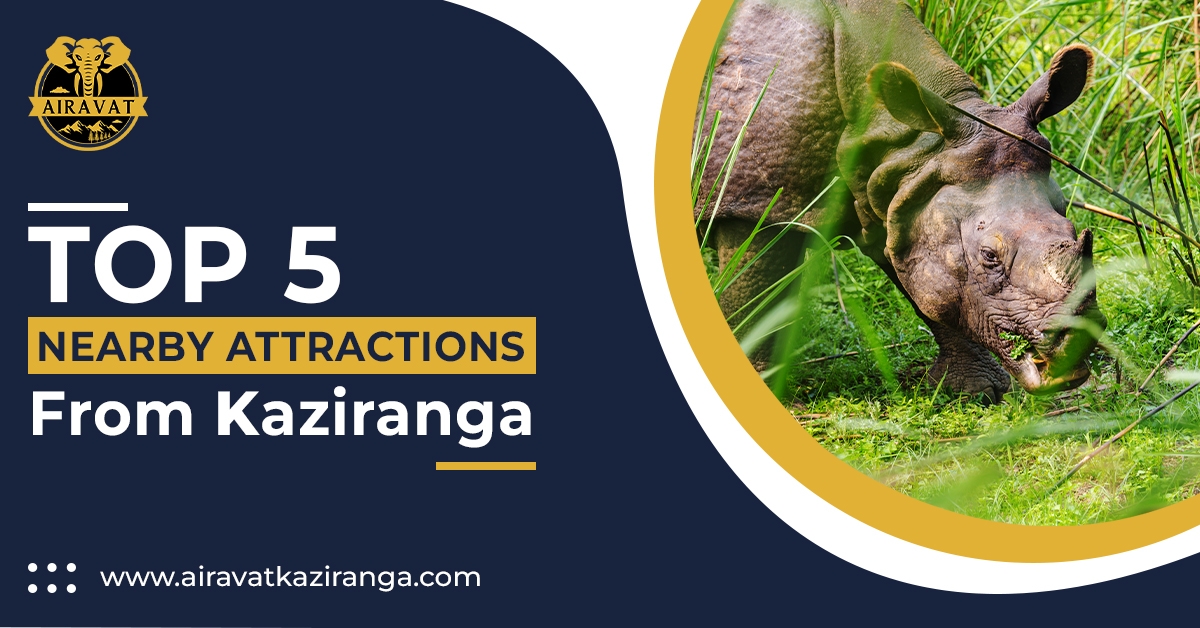 Top Attractions in Kaziranga