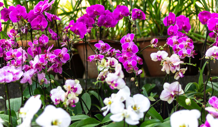 Kaziranga National Orchid Park