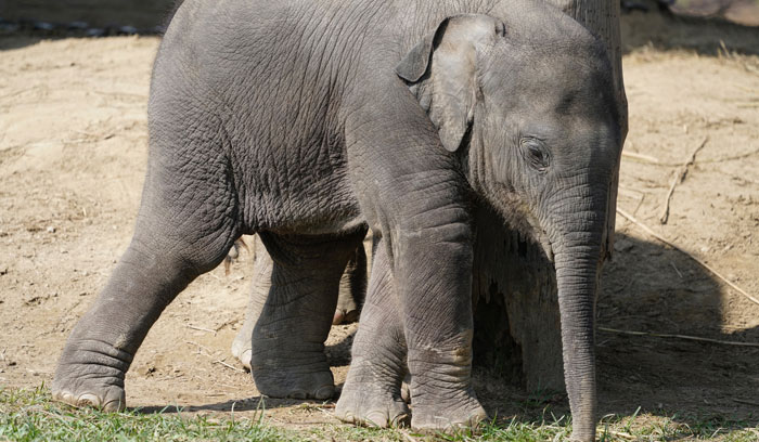 Elephants in Mihimukh
