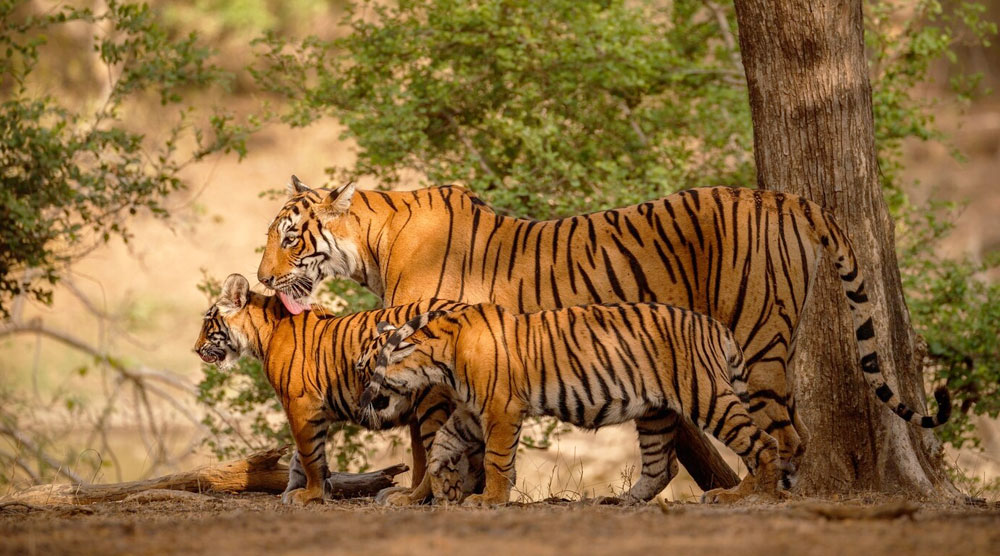 Kaziranga National Park Wildlife