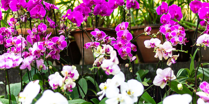 Visit the mesmerizing Kaziranga National Orchid Park