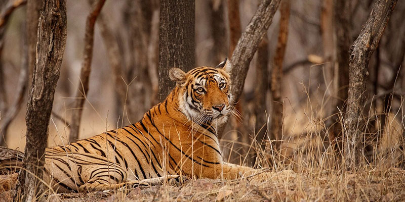 Best Places To Stay In Kaziranga